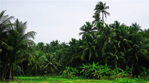 抖音无牙姐姐是真的吗（无牙妹什么意思）